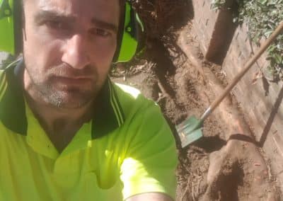 council tree root frustrated bricklayer